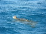 Turtle with the Four Winds on the way back from snorkeling at Molokini