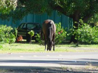 A horse on Molokai along the main road