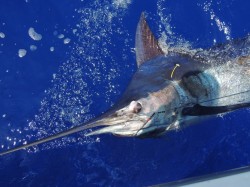 Maui Sport Fishing for Marlin in Hawaii