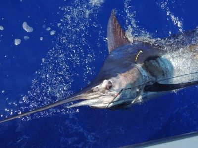 Hawaii Deep Sea Fishing for Striped Marlin